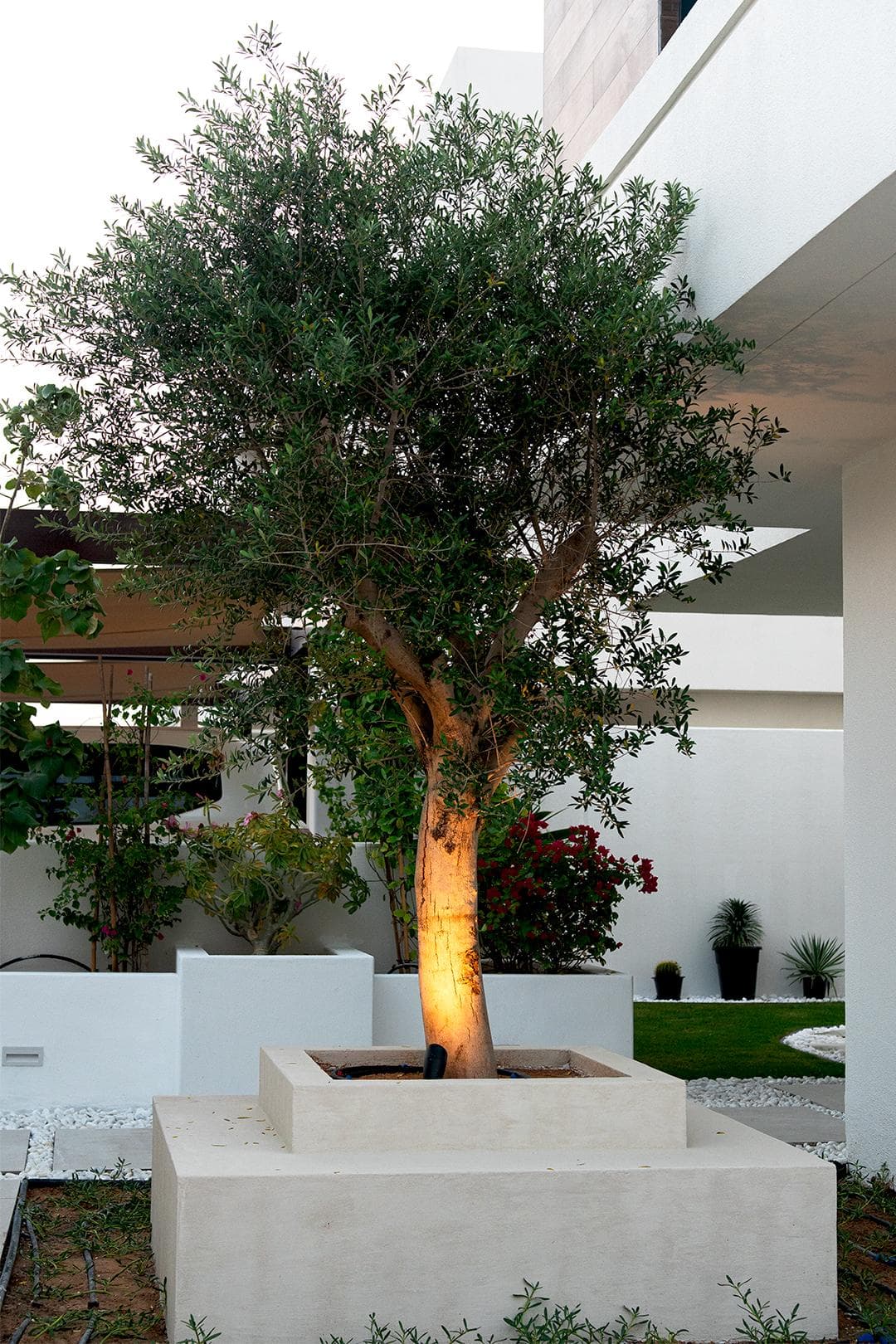 Illuminated olive tree in a stepped stone planter, part of an Eagle villa landscape in Abu Dhabi
