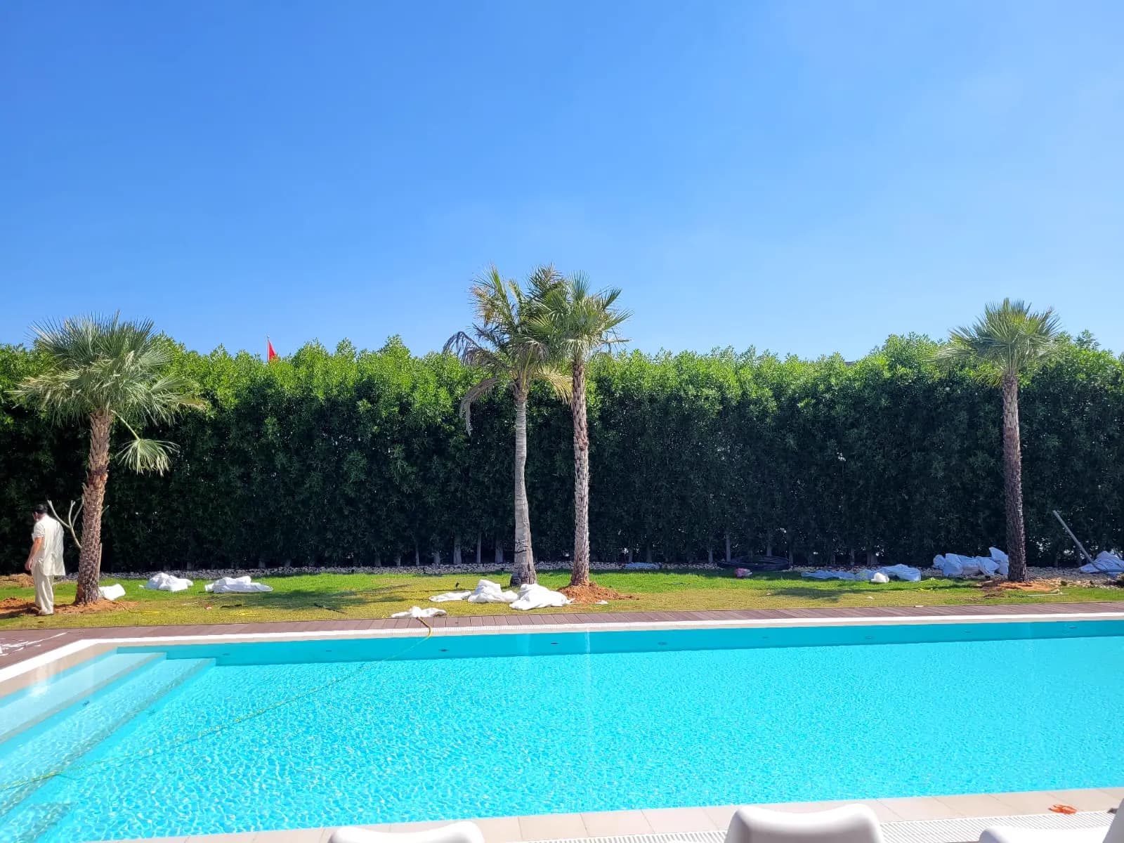 Rectangular swimming pool with clear blue water, lawn and a mature palm behind a clipped hedge